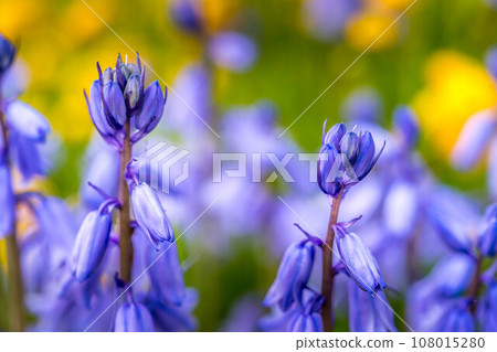 可愛的春天紫色花朵 108015280