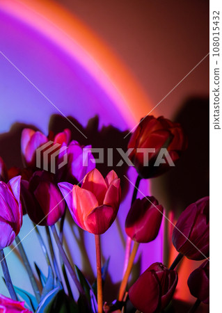 Pink colored tulip flower in neon light on purple gradient background in the night light. Creative dark holiday concept. Copy space greeting card Floral bouquet of fresh flowers. Aesthetic sunset lamp 108015432
