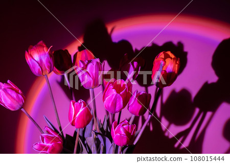 Pink colored tulip flower in neon light on purple gradient background in the night light. Creative dark holiday concept. Copy space greeting card Floral bouquet of fresh flowers. Aesthetic sunset lamp Pink colored tulip flower in neon light on purple gradient background in the night light. Creative dark holiday concept. Copy space greeting card Floral bouquet of fresh flowers. Aesthetic sunset lamp 108015444