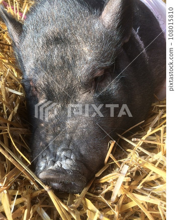 sleeping black pig sleeping black pig 108015810
