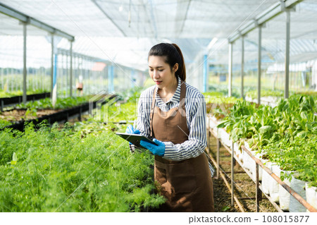 Asian couple of farmers inspects plants with a digital tablet In a greenhouse plantation. Smart farming . Asian couple of farmers inspects plants with a digital tablet In a greenhouse plantation. Smart farming . 108015877