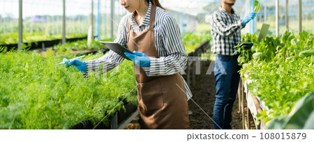 Asian woman and  man farmer working together in organic hydroponic salad vegetable farm. using tablet inspect quality of lettuce in greenhouse garden. Smart farm. 108015879
