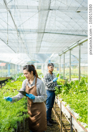 Asian woman and  man farmer working together in organic hydroponic salad vegetable farm. using tablet inspect quality of lettuce in greenhouse garden. Smart farm. 108015880