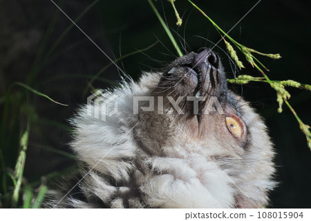 棕色狐猴 棕色狐猴 108015904