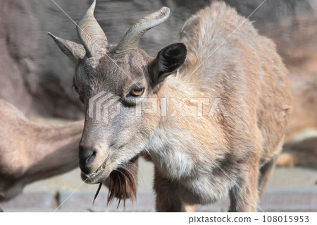 Marcall Marcall 108015953