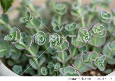 Spring sunshine and misebaya leaves Spring sunshine and misebaya leaves 108016096