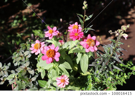 A bunch of pink zinnias A bunch of pink zinnias 108016415