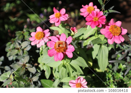一束粉紅色的百日菊 一束粉紅色的百日菊 108016418