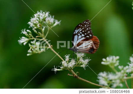 Honey-sucking butterfly of the traveling butterfly Nymphalidae Honey-sucking butterfly of the traveling butterfly Nymphalidae 108016466