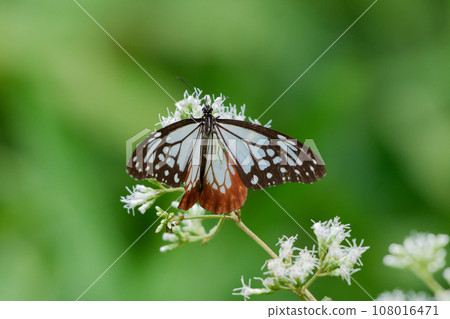 遊蝶科的吸蜜蝴蝶 108016471