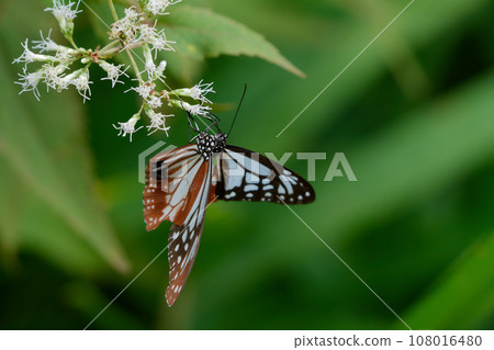 遊蝶科的吸蜜蝴蝶 108016480