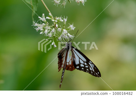 遊蝶科的吸蜜蝴蝶 遊蝶科的吸蜜蝴蝶 108016482