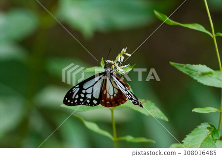 Honey-sucking butterfly of the traveling butterfly Nymphalidae Honey-sucking butterfly of the traveling butterfly Nymphalidae 108016485