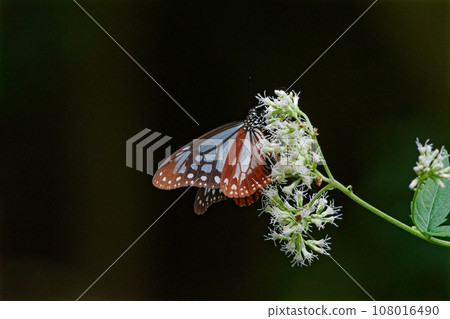 遊蝶科的吸蜜蝴蝶 108016490