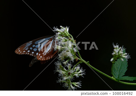 遊蝶科的吸蜜蝴蝶 108016492