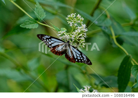 Honey-sucking butterfly of the traveling butterfly Nymphalidae 108016496
