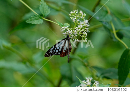 Honey-sucking butterfly of the traveling butterfly Nymphalidae 108016502