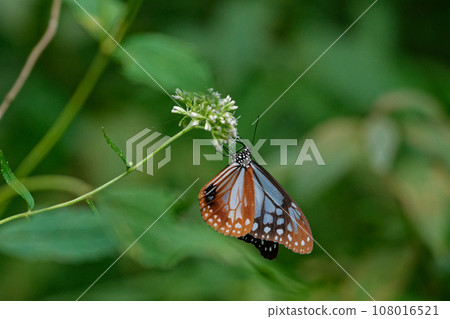 遊蝶科的吸蜜蝴蝶 108016521