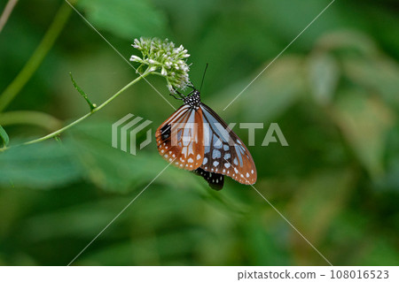遊蝶科的吸蜜蝴蝶 108016523