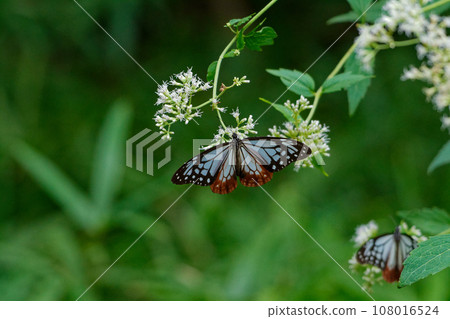 遊蝶科的吸蜜蝴蝶 108016524