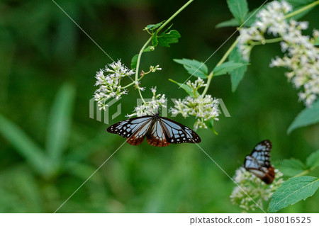 遊蝶科的吸蜜蝴蝶 遊蝶科的吸蜜蝴蝶 108016525