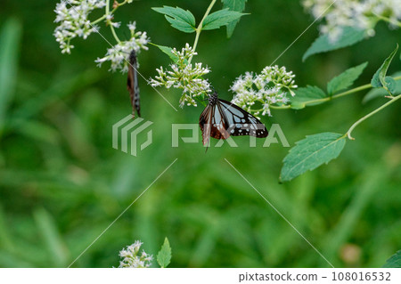 遊蝶科的吸蜜蝴蝶 108016532