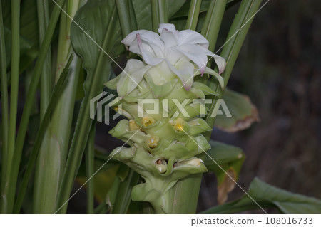 Autumn turmeric flowers Autumn turmeric flowers 108016733
