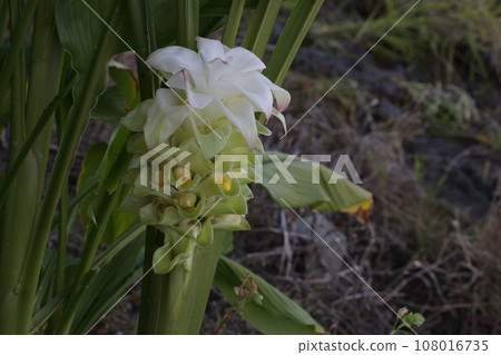 秋天的薑黃花 108016735