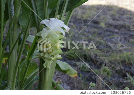 秋天的薑黃花 108016736