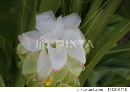 秋天的薑黃花 108016738