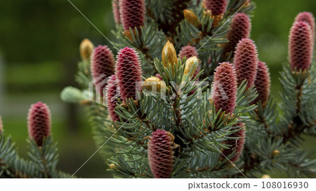 Small unripe spruce cones on a tree, macro photography, background, texture Small unripe spruce cones on a tree, macro photography, background, texture 108016930