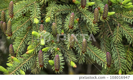 Small unripe spruce cones on a tree, macro photography,background 108016947