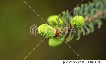 Small unripe spruce cones on a tree, macro photography,background Small unripe spruce cones on a tree, macro photography,background 108016949