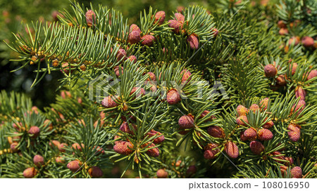 Small unripe spruce cones on a tree, macro photography,background Small unripe spruce cones on a tree, macro photography,background 108016950