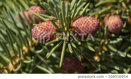 Small unripe spruce cones on a tree, macro photography,background Small unripe spruce cones on a tree, macro photography,background 108016954