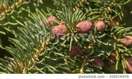 Small unripe spruce cones on a tree, macro photography,background Small unripe spruce cones on a tree, macro photography,background 108016956
