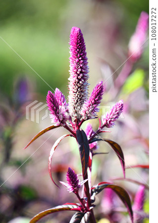 Nogeitou (field chicken head) 108017272