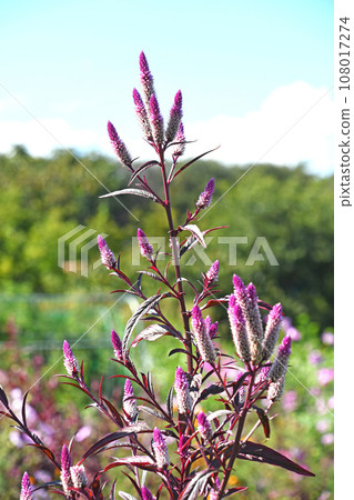 Nogeitou（野雞頭） 108017274