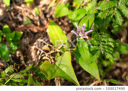 Hototogisu flowers blooming on the mountain path 108017490