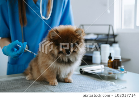 Pomeranian dog getting injection with vaccine during appointment in veterinary clinic.. Pomeranian dog getting injection with vaccine during appointment in veterinary clinic.. 108017714