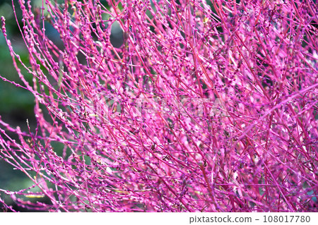 Kokia Kokia 108017780