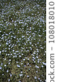 Flower garden of anemone 108018010
