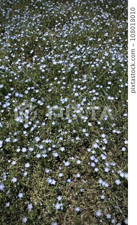銀蓮花屬花園 銀蓮花屬花園 108018010