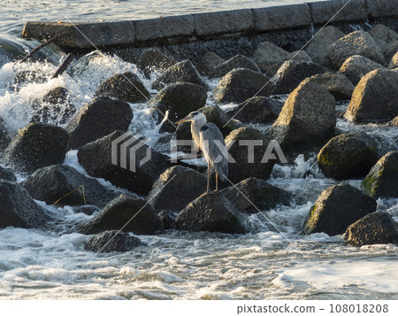 A heron fishing for fish at a river weir A heron fishing for fish at a river weir 108018208