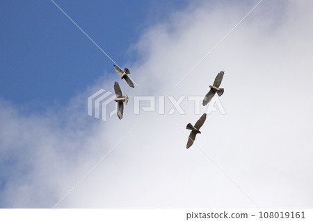 飛翔的灰面鷲 108019161