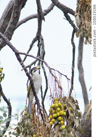 吃水果的烏頭翁 108019166