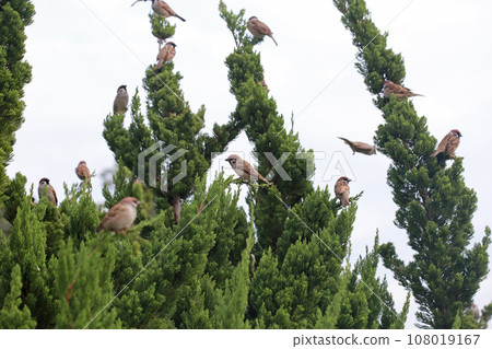 樹上棲息的一群麻雀 108019167