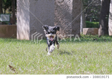 奔跑的寵物貴賓狗 奔跑的寵物貴賓狗 108019171