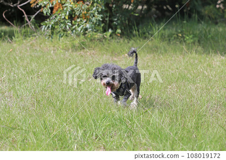 奔跑的寵物貴賓狗 奔跑的寵物貴賓狗 108019172