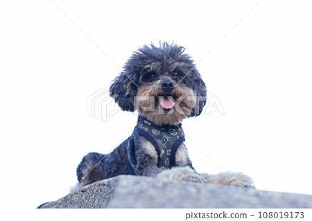 公園裡趴著休息的寵物狗 公園裡趴著休息的寵物狗 108019173